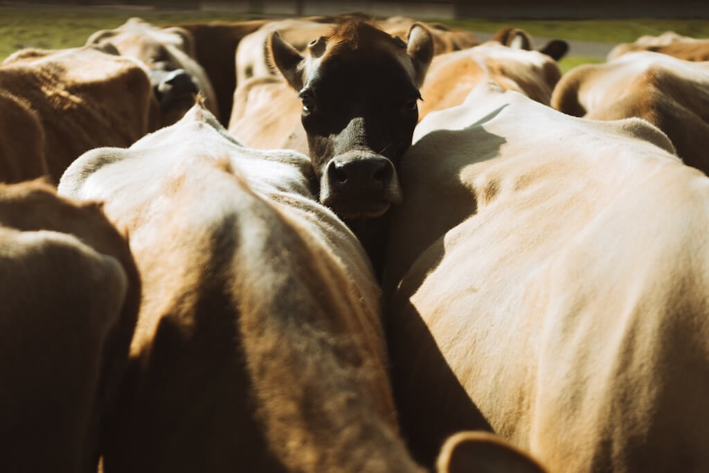Vache jersiaise